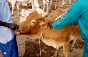 10/03/18 Santé animale, 639 vétérinaires d’Afrique de l’Ouest formés par la FAO et l’USAID