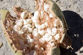 11/12/14 LES BIENFAITS NUTRITIONNELS DU BAOBAB