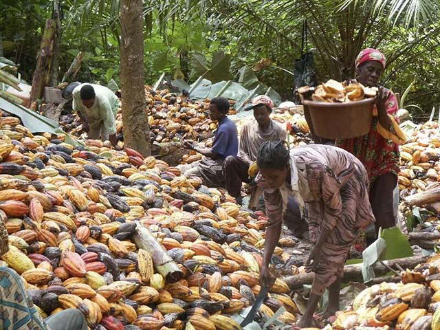14/10/16 Soubré: Les meilleurs producteurs primés