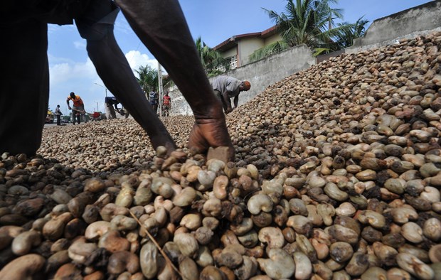 10/04/18  Des producteurs danacarde veulent prendre leur destin en main
