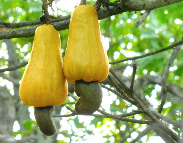 15/02/17   Anacarde: La campagne 2018 de commercialisation souvre ce 15 fvrier en Cte dIvoire, avec un prix bord champ de 500 FCFA/Kg
