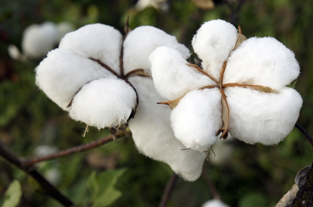 27/09/16 La production de coton en Côte d'Ivoire augmenterait de 16% en 2016/17