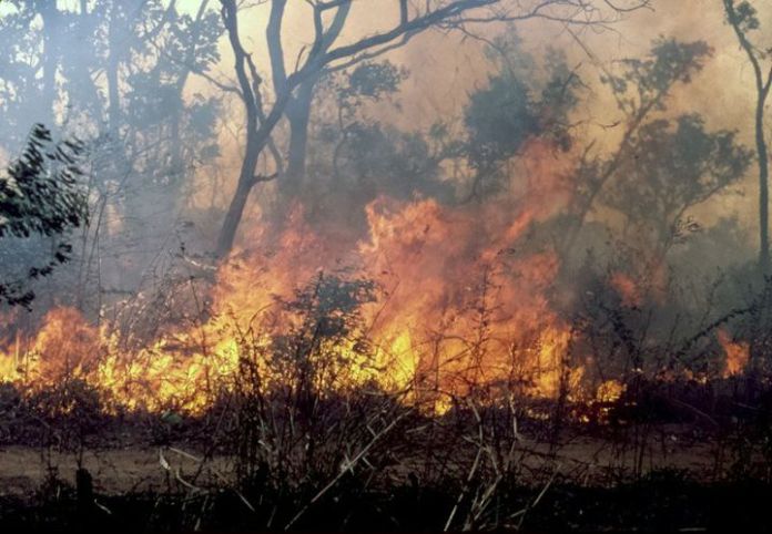 22/01/18 Filire anacarde  Dabakala : plusieurs hectares de plantations de noix de cajou  consums par les feux de brousse