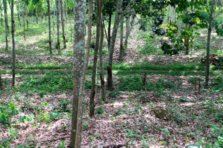 25/10/23 Caoutchouc : la Côte d’Ivoire s’engage dans la zéro déforestation mais quid du financement