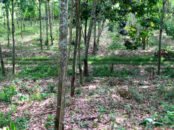 12/10/20 Caoutchouc : Michelin conteste les accusations de MighEarth sur la déforestation