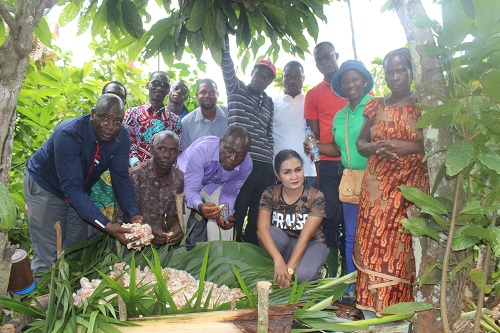13/08/19 A l'approche de la prochaine campagne 2019-2020 du cacao : l'ICCO et la FOPCC visitent une plantation cacaoyère à Kokoumbo