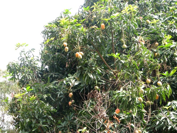 20/10/16 Campagne 2016 de la filière mangue en Côte d’Ivoire : 6,5 milliards de FCFA distribués aux producteurs