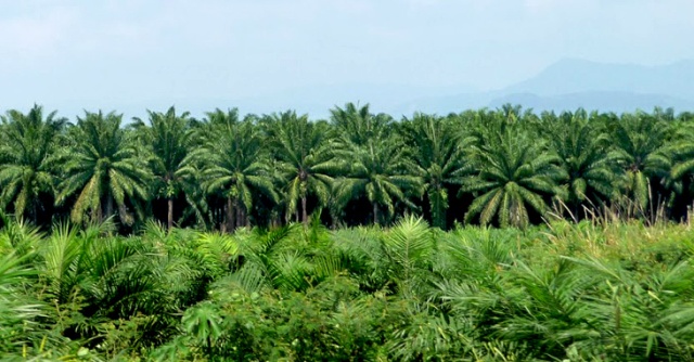 20/05/19 Cte dIvoire/ Le Collectif de planteurs de palmier  huile menace dentrer en grve
