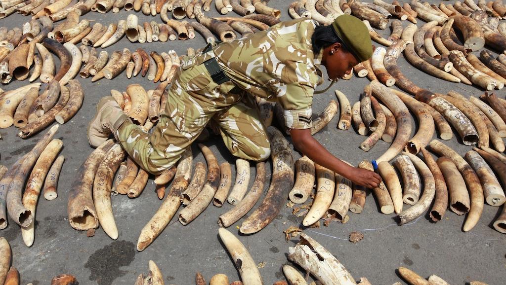 29/01/18  Cte d'Ivoire: gros coup de filet dans le milieu du braconnage