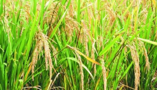 16/08/23 1 million de tonnes de riz paddy à produire au Bénin d’ici 2025