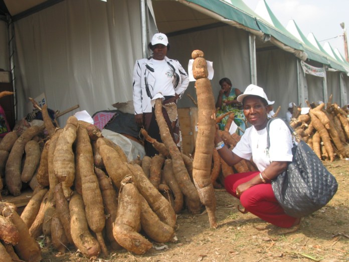 26/04/18 Des chercheurs africains alertent sur une maladie du manioc au potentiel « catastrophique »