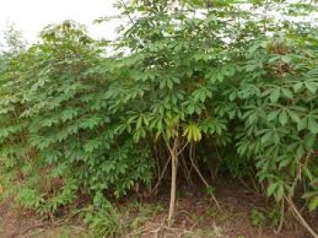 21/08/18  L'agro-foresterie va de l'avant en Cte d'Ivoire