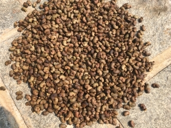 26/10/20 L’Europe et les Etats-Unis toujours aussi friands d’amandes de cajou