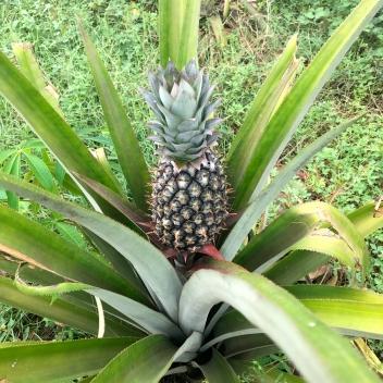 26/11/2020 Valorisation des résidus de l’ananas au Bénin
