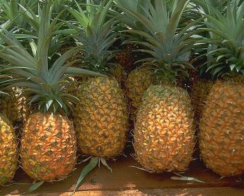 09/08/17 Le Bnin renoue avec l'exportation de ses ananas