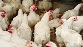 20/06/18  Au Sngal, l'interdiction d'importer des produits avicoles maintenue