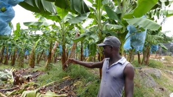18/09/18  La Compagnie fruitire met le cap sur lagriculture biologique pour ces bananeraies en Afrique