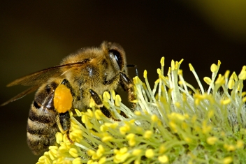 24/12/20 Montée en puissance de l’apiculture en Afrique de l’Ouest
