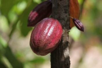26/07/22 Bilan de l’initiative Cacao & Forêts en Côte d’Ivoire et au Ghana en 2021