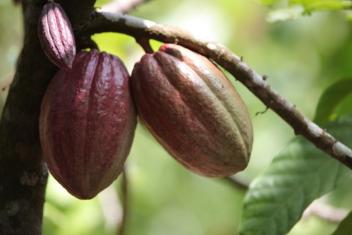 23/02/17 La Côte d'Ivoire a vendu 350 000 tonnes de cacao des contrats en défaut