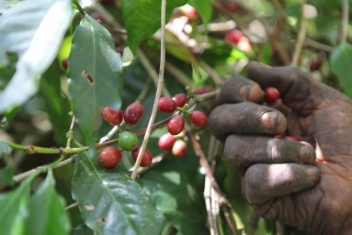 24/12/20 Côte d’Ivoire : chute de 21% du prix garanti au producteur de café en 2020/21