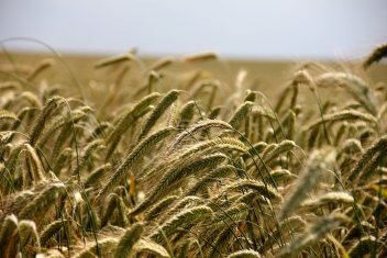 21/07/22 Le Nigeria autorise les importations de blé OGM de l'argentin Bioceres