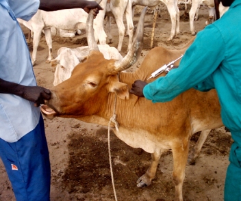 30/10/18 180 vétérinaires africains formés à lutter contre les maladies infectieuses