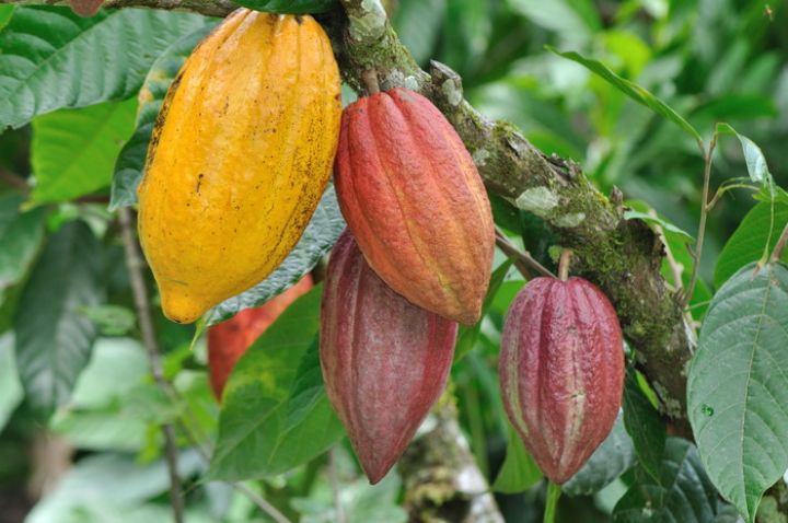 20/09/17  Lconomie cacaoyre durable au menu dune runion internationale  Abidjan