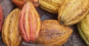 28/04/24 Matières premières: le cacao se pose au sommet