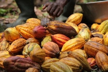 24/02/23 Cacao : la Côte d’Ivoire limite les achats de fèves de 20 négociants, dont Cargill et Barry Callebaut