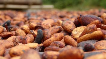 07/07/17 Cacao : la conjoncture met le Ghana et la Côte d'Ivoire sous pression