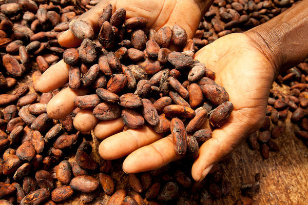 10/07/17 Cacaoculture :Rainforest Alliance et UTZ sur le point de fusionner
