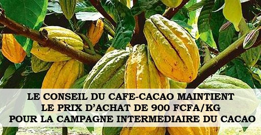 04/04/23 Campagne intermédiaire du cacao: le prix bord champ fixé à 900FCFA/KG