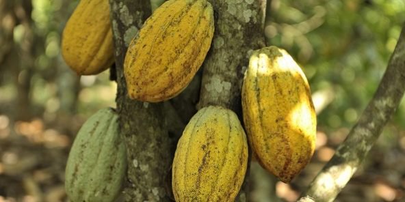 12/08/18   Cameroun : la crise anglophone bloque une partie des stocks de cacao