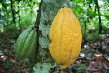 12/10/22 Le Ghana et la Côte d'Ivoire invitent le Nigeria et le Cameroun à la table du cacao