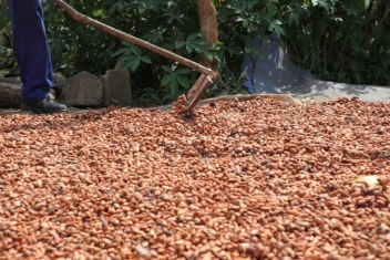 18/06/22 Belle envolée des broyages de cacao en Côte d’Ivoire