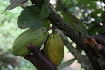 03/05/17 Le Cocobod renouvelle les vergers de cacaoyers au Ghana