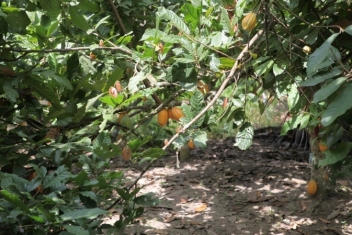 04/05/18  Le cacao mis  mal par le caoutchouc dans la rgion orientale au Ghana