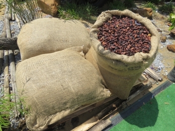 14/10/21 La grève des cacaoculteurs en Côte d'Ivoire a peu d'impact à ce jour
