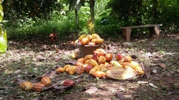 19/01/21 € 7 millions pour le projet Cocoa4Future en Côte d'Ivoire et au Ghana