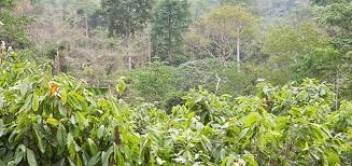 12/12/18   La FAO et la NASA lancent un nouvel outil pour observer les forts 