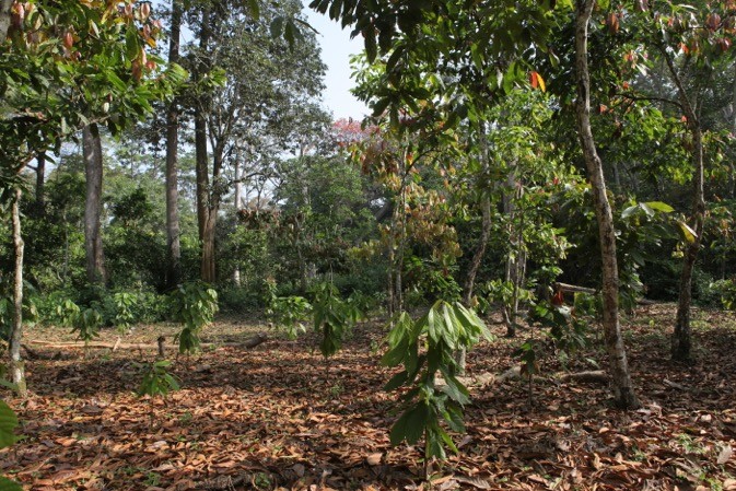 16/06/17  Mondelz sengage  rduire la dforestation en Cte dIvoire et au Ghana