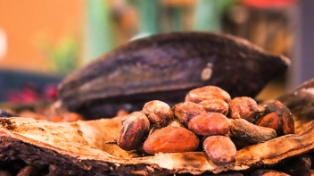 05/03/2020  Les acteurs ivoiriens du cacao plaident pour leur survie face aux primes de cacao certifi durable 