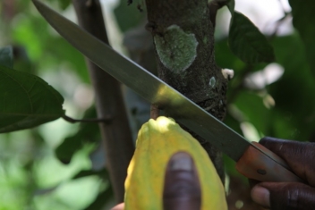 06/09/18  L'ICCO revoit  la hausse ses prvisions de broyages de cacao