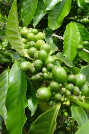Le café bio dans le monde