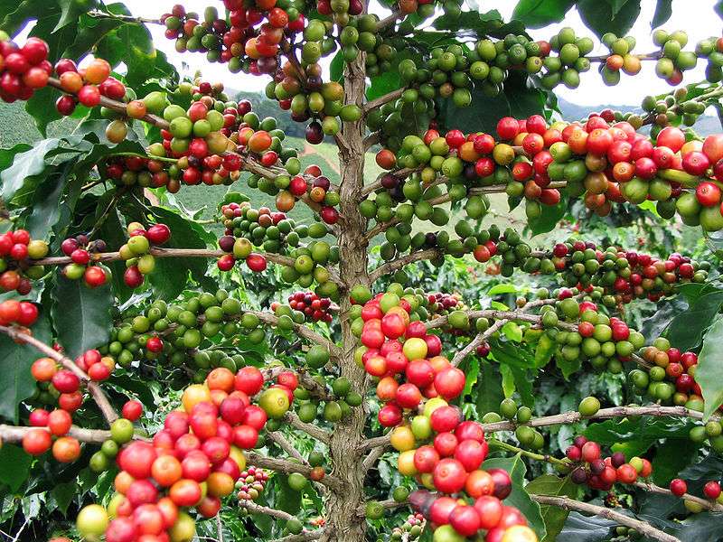 03/11/18 Le marché du café croule sous le Robusta