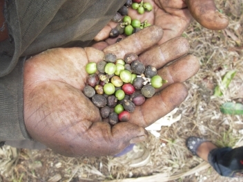 05/11/19 Lancement du Fonds du café africain de $ 950 millions par l'OIAC, CABI et l'OIC