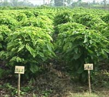 24/08/18  10 millions plants de cafiers remis par Olam aux coopratives ivoiriennes 
