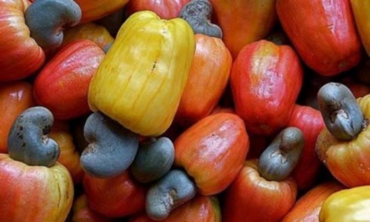 02/06/18  Cte dIvoire/ La production danacarde en hausse de 20 000 T, selon un bilan partiel (Officiel)