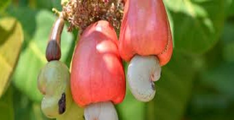 18/02/2020  La Cte d'Ivoire cr une zone de transformation de matires premires dont le cajou  Yamoussoukro
